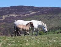Image for RSPB Nature of Scotland Award 2021 - Farming with Nature