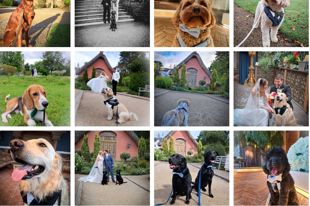 Gallery Item 1 for Wagging Tails Dog Wedding Chaperone