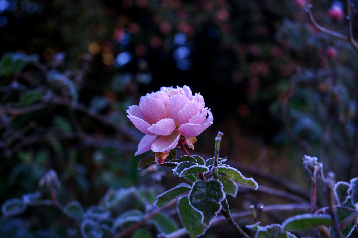 Gallery Item 3 for 